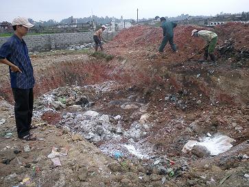 tiêu hủy lợn tai xanh